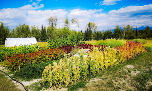 The Feed a Family Mini-Farm is learning to grow food at 3,600 feet elevation